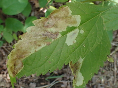 Calycomyza flavinotum