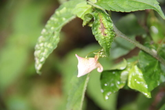 Balsaminaceae