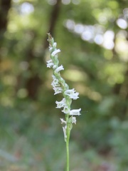 Spiranthes lacera gracilis