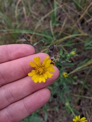 Heterotheca ballardii