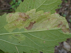 Calycomyza flavinotum