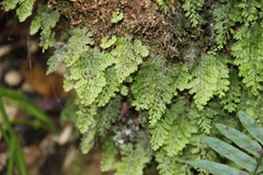 Hymenophyllum