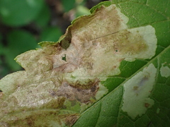 Calycomyza flavinotum