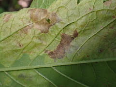 Calycomyza flavinotum