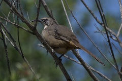 Toxostoma redivivum