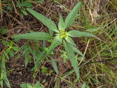 Euphorbia dentata