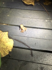 Bufo bankorensis