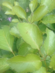 Pseudomyrmex
