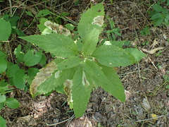 Calycomyza flavinotum