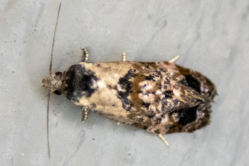 Hoffman's Cochylid Moth photo 5