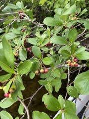 Aronia arbutifolia