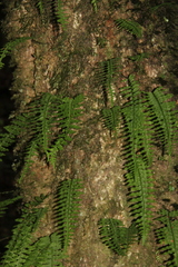 Polypodiodes