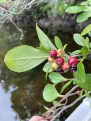 Aronia arbutifolia