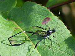 Pelecinus polyturator