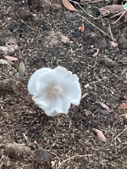 Leucocoprinus cretaceus