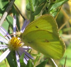 Colias philodice
