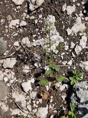 Symphyotrichum ciliolatum