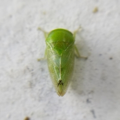 Iassinae