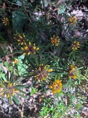 Pultenaea petiolaris