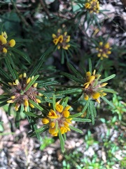 Pultenaea petiolaris
