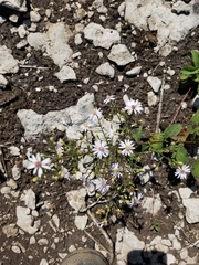 Symphyotrichum ciliolatum