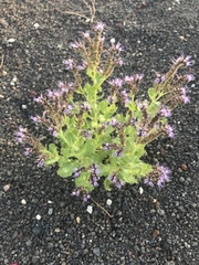 Phacelia