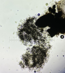 Delitschia perpusilla