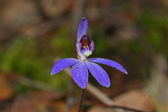 Cyanicula caerulea