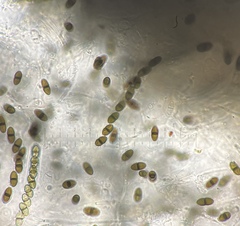 Delitschia perpusilla