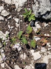 Symphyotrichum ciliolatum