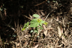 Hibiscus diversifolius