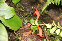 Aeschynanthus