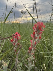 Castilleja lanata