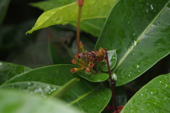 Ropalidia hongkongensis