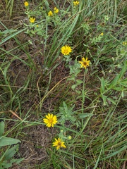 Heterotheca ballardii