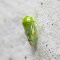 Iassinae