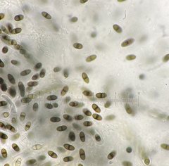 Delitschia perpusilla