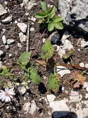 Symphyotrichum ciliolatum