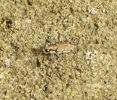 Cicindela repanda