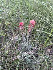 Castilleja lanata