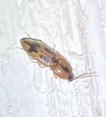 Aeolus mellillus