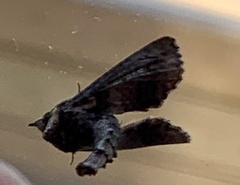 Paectes abrostoloides