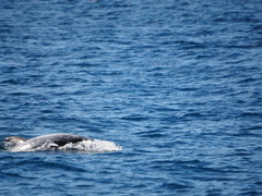 Grampus griseus