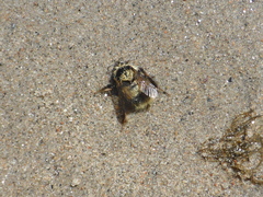 Bombus vagans bolsteri