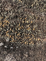 Rhizoplaca subdiscrepans