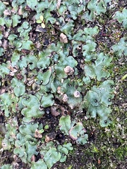 Marchantia polymorpha