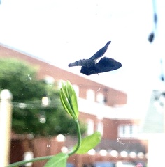 Paectes abrostoloides