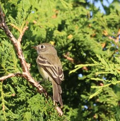 Empidonax minimus