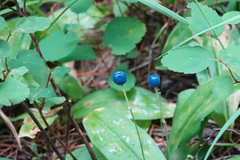 Clintonia uniflora