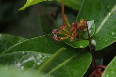 Ropalidia hongkongensis